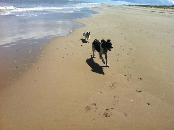 dogs-beach