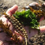 seaweed foraging ireland