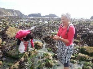 seaweed foraging