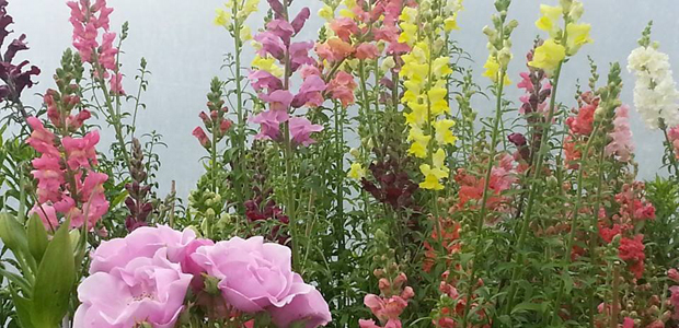 bumblebee-farm organic flowers