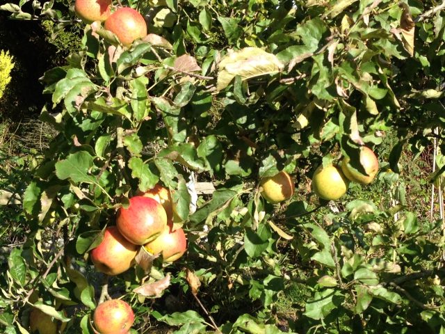 Homegrown apples