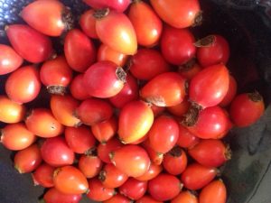 how to make rose hip oil with ecoactiveireland