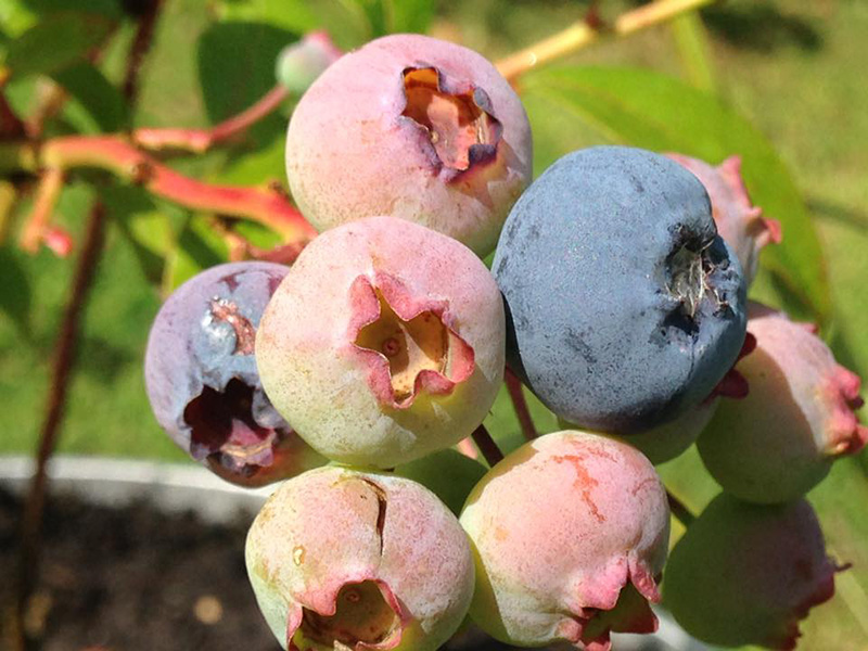 Organic Blueberries Gardening