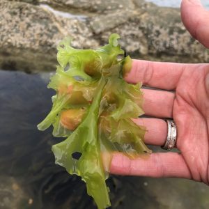 Seaweed Foraging Ireland Eco Active Social