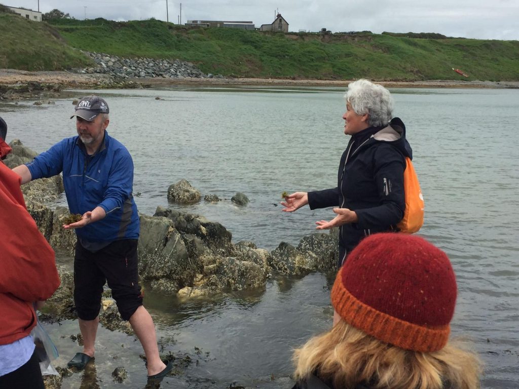 Seaweed Foraging Ireland with Eco Active Social 