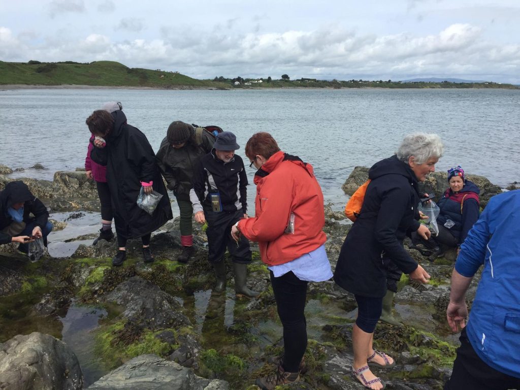 Seaweed Foraging Ireland with Eco Active Social 