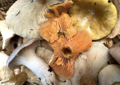 mushroom-foraging-ireland-ecoactivesocial-15