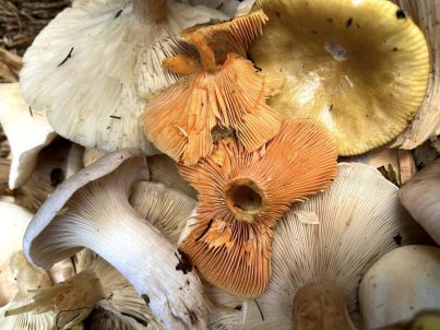 mushroom-foraging-ireland-ecoactivesocial-15