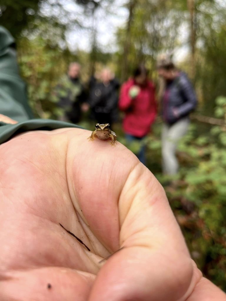 froglet - Mushroom Foraging Ireland with Eco Active Social and Wild Food Mary 