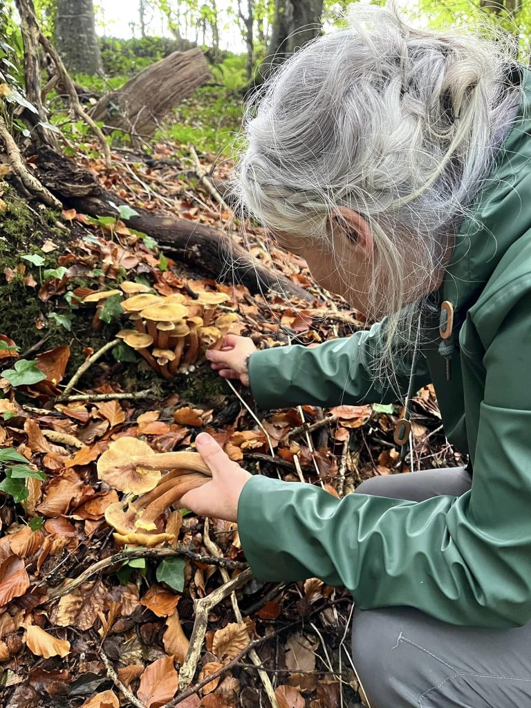 Mushroom Foraging Ireland with Eco Active Social and Wild Food Mary 