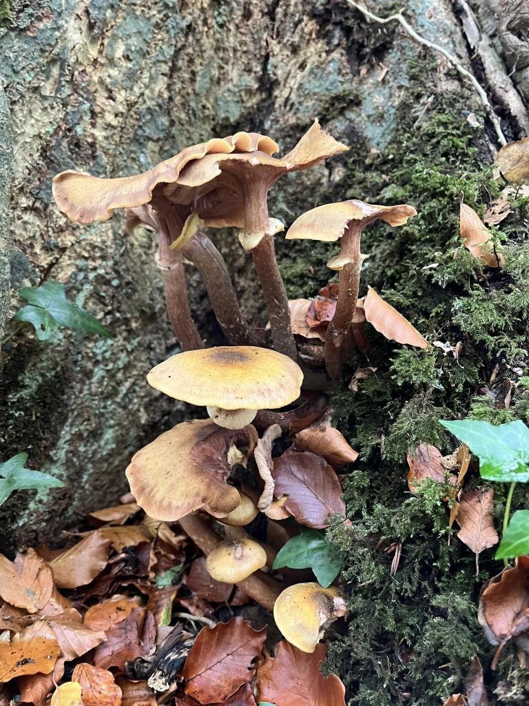 Mushroom Foraging Ireland with Eco Active Social and Wild Food Mary 