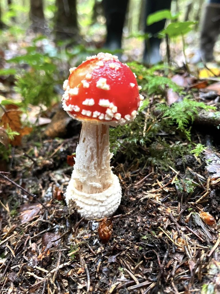 Fly Agaric - Mushroom Foraging Ireland with Eco Active Social and Wild Food Mary 